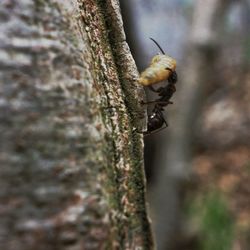 Close-up of insect on tree trunk