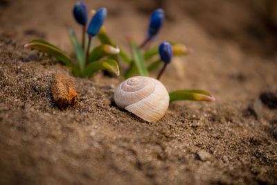 Close-up of snail on land