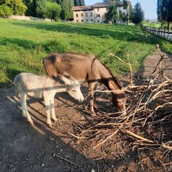 View of an animal on field