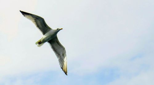 Low angle view of seagull flying against sky