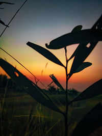 Close-up of silhouette plant on field against sky during sunset