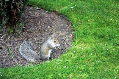 Close-up of squirrel on field