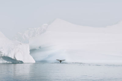 Icebergs on sea