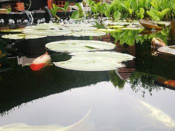 Close-up of water lily in lake