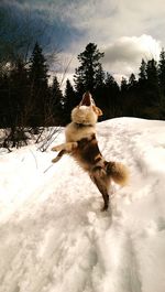 Playful dog jumping on snowy hill