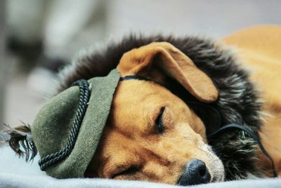 Close-up of dog sleeping