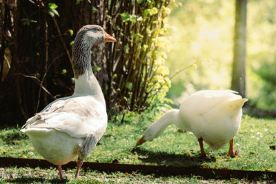 White geese on green grass on a sunny day