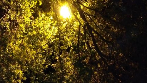 Low angle view of trees in forest