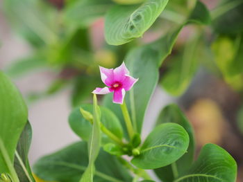 Close-up of pink flowering plant