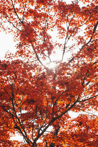 Low angle view of autumnal trees against sky