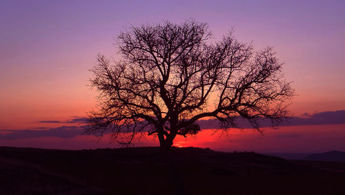 Silhouette tree against orange sky