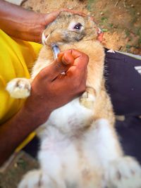 Farmer giving a rabbit medicine with a shringe in the mouth. 