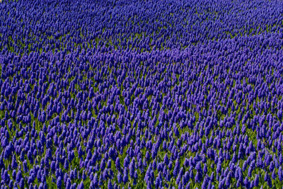 Full frame shot of purple flowers on field