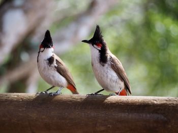 Close up on two birds red-whiskered bulbuls perching on a fence