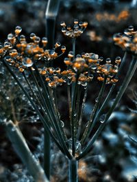 Close-up of flowering plant