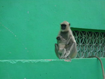 Monkey sitting on green wall