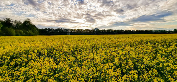 Scenic view of oilseed rape field against sky