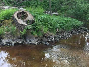 River in forest