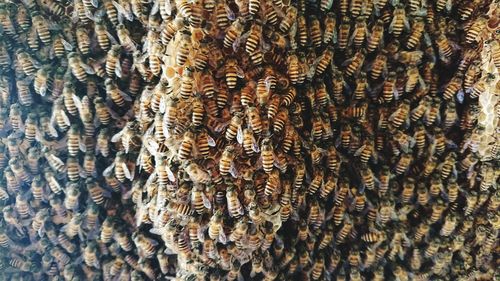 Full frame shot of bees