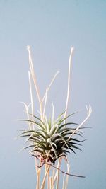 Low angle view of cactus against clear sky