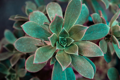 Close-up of succulent plant