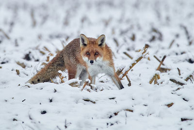Portrait of fox on snow covered land