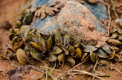 High angle view of crab on field