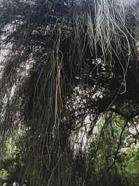 Trees in the dark