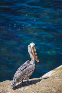 Pelican on the rocky coastline overlooking the pacific ocean at la jolla in san diego, california