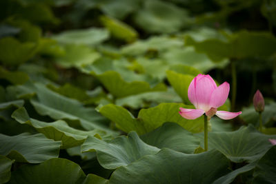 Close-up of pink lotus water lily in pond