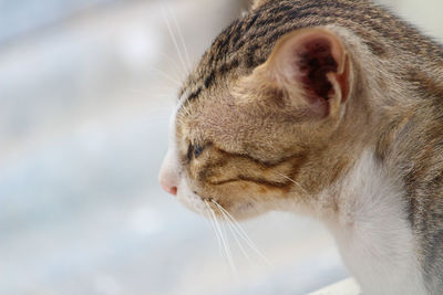 Close-up of a cat