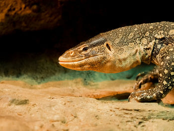 Close-up of a lizard on rock