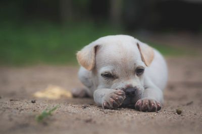 Close-up portrait of a dog