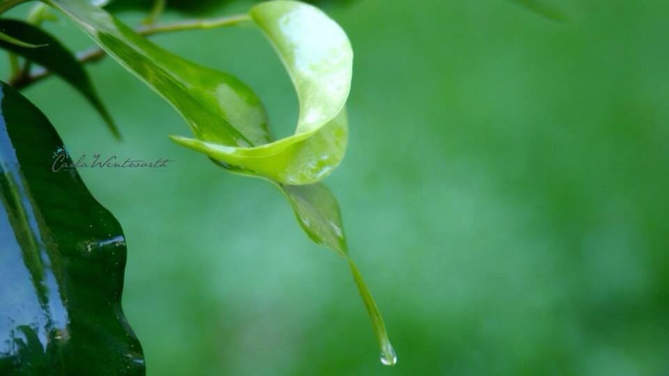 freshness, drop, close-up, growth, water, fragility, green color, wet, flower, plant, focus on foreground, beauty in nature, nature, leaf, stem, selective focus, dew, bud, petal, day