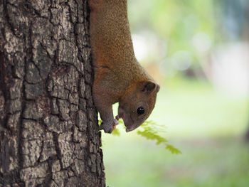 Close-up of squirrel hanging on tree trunk