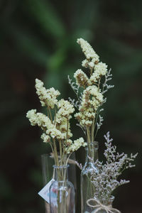 Close-up of flowers in vases