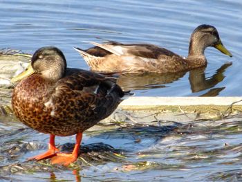 Close-up of duck in lake