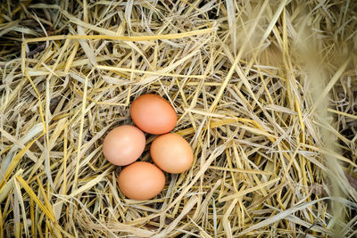 High angle view of eggs in nest