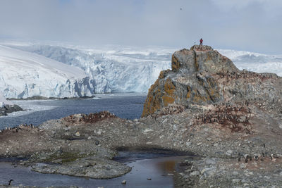 Penguin scientist counting chinstrap penguin nests, anvers island in the antarctic.