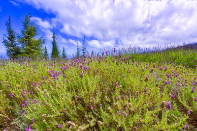 Purple flowers growing on field against sky