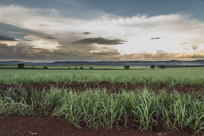 Scenic view of field against sky