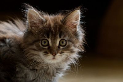 Close-up portrait of a cat