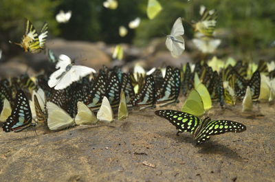 Close-up of butterfly