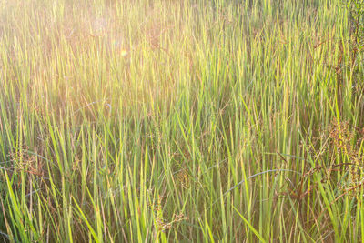 Full frame shot of grass on land