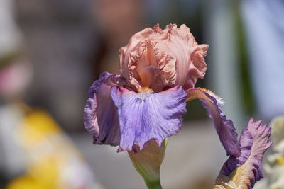 Close-up of wilted rose