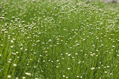 Full frame shot of fresh green field