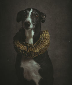 Close-up portrait of a dog