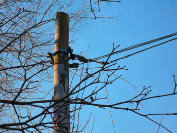 Low angle view of bare tree against blue sky