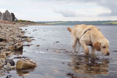 Dog on the beach golden retriever scottish landscape 