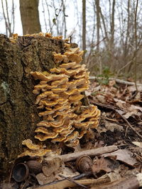 Close-up of mushrooms growing on tree stump in forest